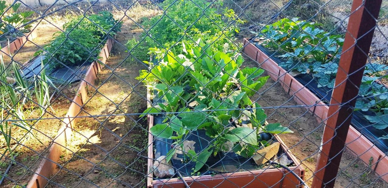 Casa Rural Madre Del Agua. Finca El Robledillo Монестерио Экстерьер фото